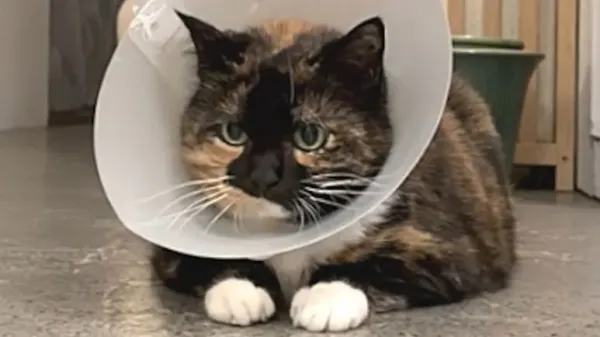 this cats emotional support cone