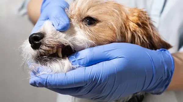 tooth infection signs in dogs