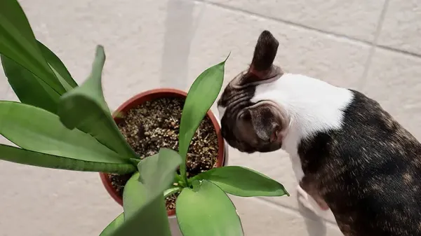 toxic and nontoxic plants for pets
