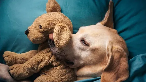 what do dogs dream about
