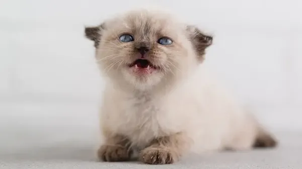 10 new kitten owner faqs