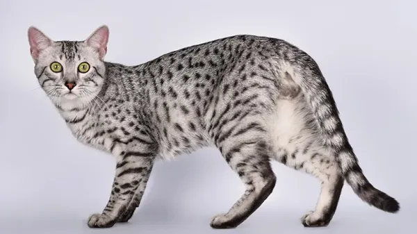 Egyptian Mau cat