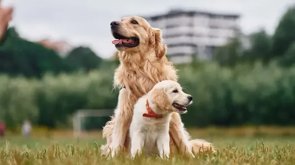 aging dogs personality changes