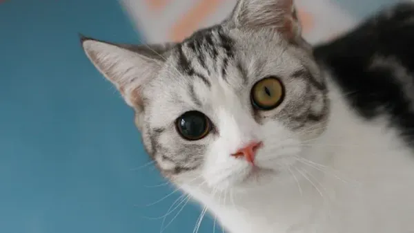 anisocoria in cats