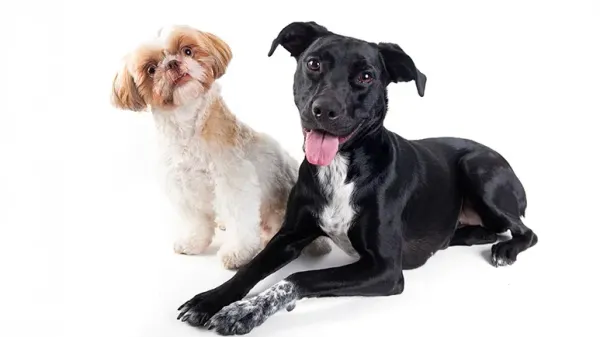 are mutts healthier