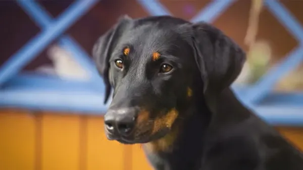 beauceron