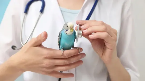 birds regular vet care