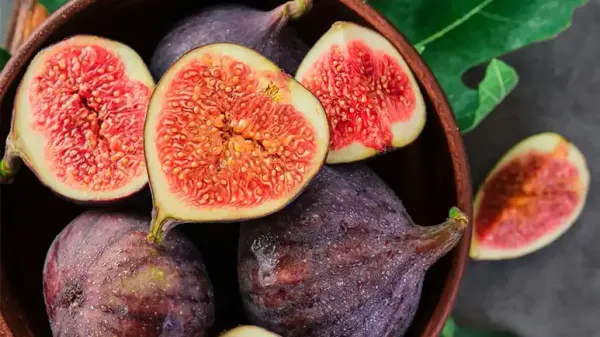 can you feed figs to your pets