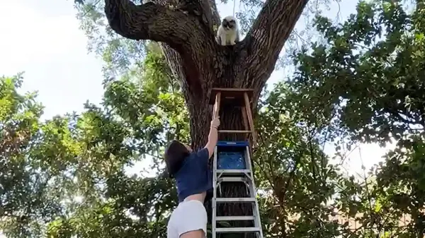 cat gets stuck in tree chaos ensues