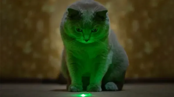 cat laser pointer
