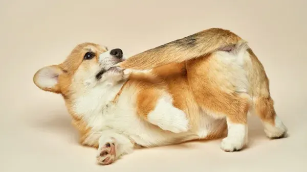 dog compulsive disorder