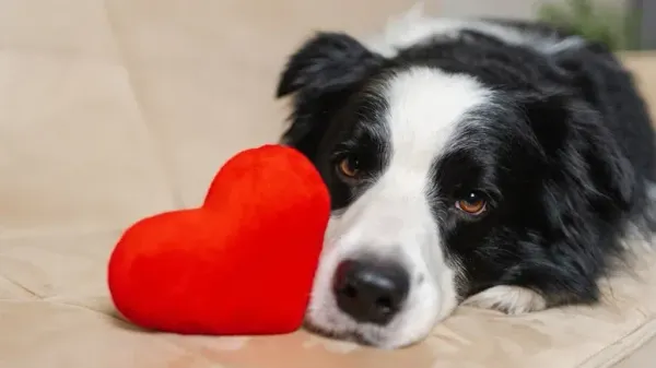 dog heart disease signs