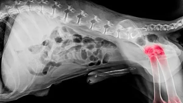 dog osteoarthritis