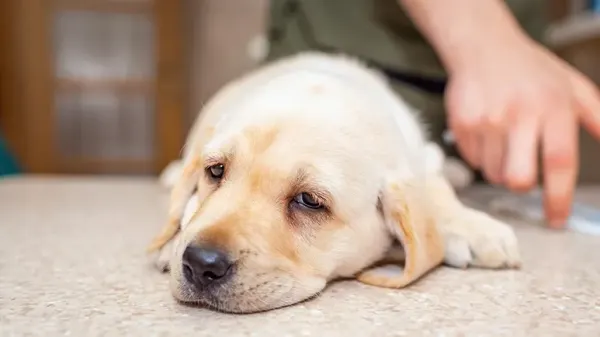 dog sickness signs