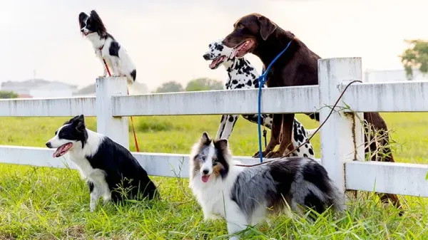 domestication dogs