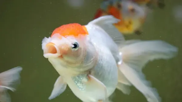 fish pain stress