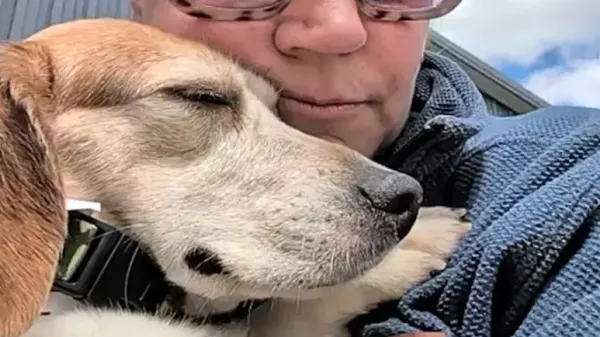 from lab dog to beloved family member