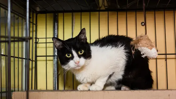 gentling shelter cats