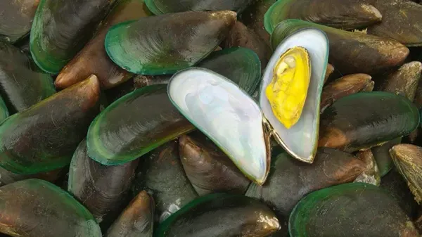 green lipped mussel dog joint health