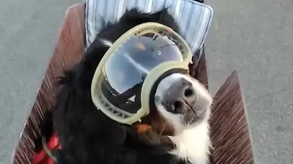he sold his car for more time with his dog