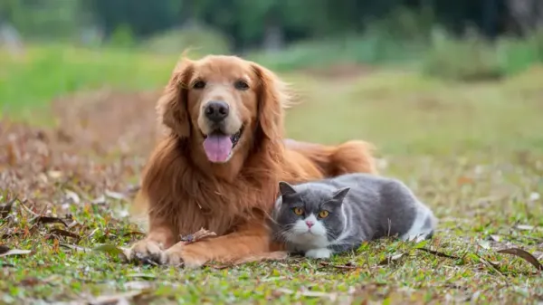 hidden role detox pet healing