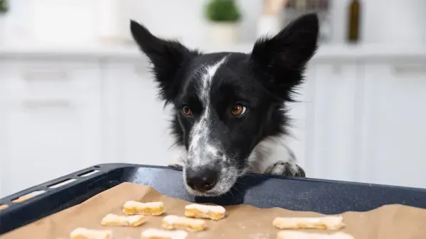 homemade dog treats hazards