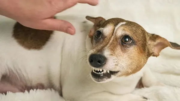hormonal influences dog aggression