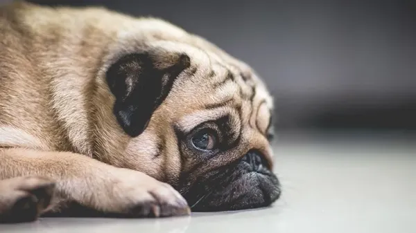 how to avoid stressing your dog