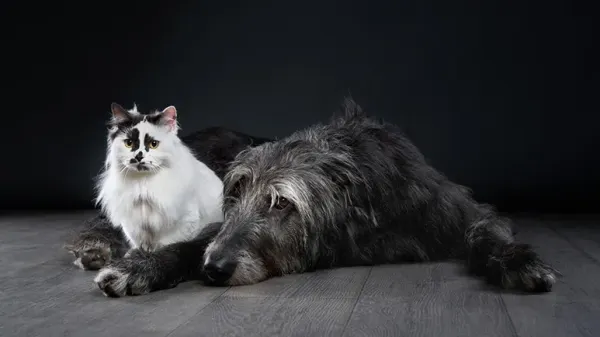 how to help a grieving pet