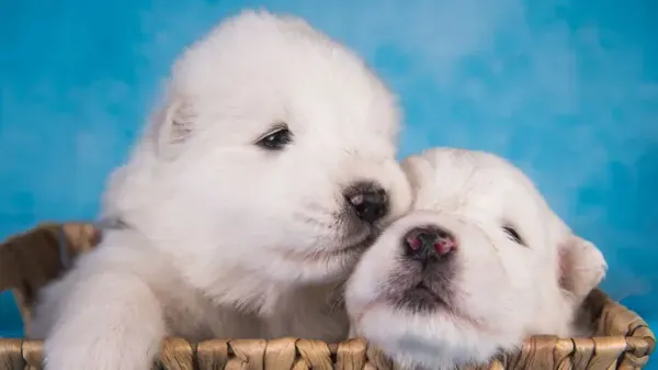 littermate syndrome puppies