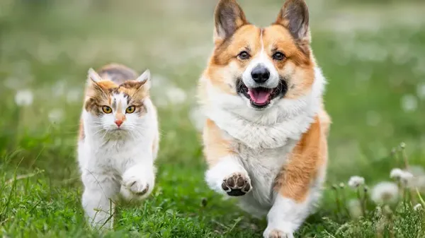 natural pet products