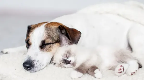pet enrichment activities