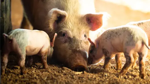 pig intelligence