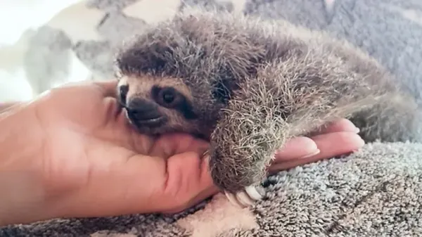 the tiniest rescue sloth stole hearts