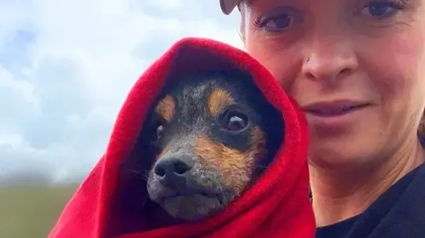 they found a puppy living in a box