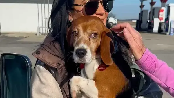this beagle learned how to be a dog
