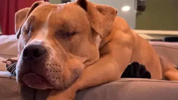 this blind dog found her person