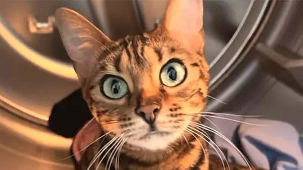 this cat understands everything she says