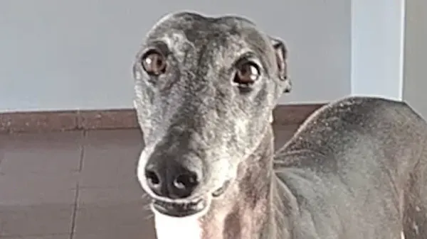 this dog finally learned what love feels like