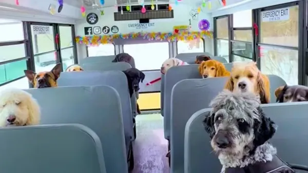 this dog walker needed a bigger vehicle
