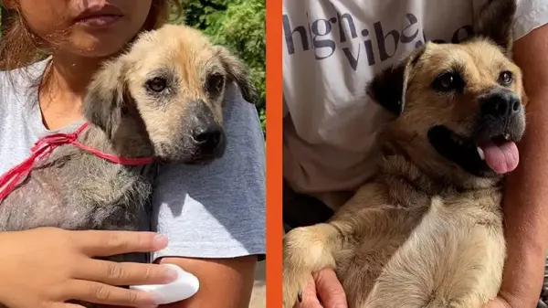 this dogs recovery feels like a miracle