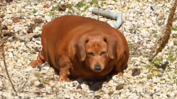 this dogs transformation is incredible