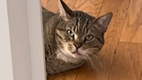this mean cat just needed one chance