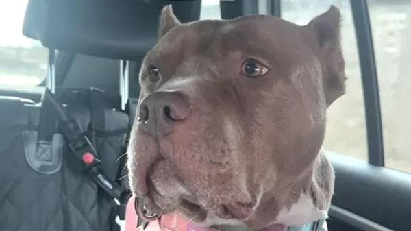 this rescue dog finally feels safe