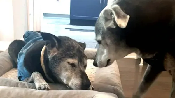 this senior dog has a built-in caregiver