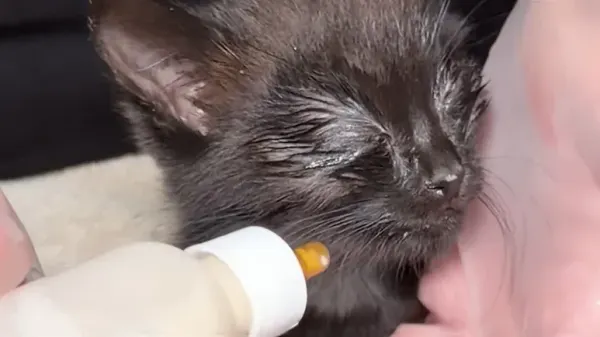 this tiny kitten defied the  odds
