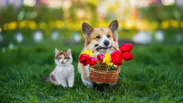 toxic plants for pets