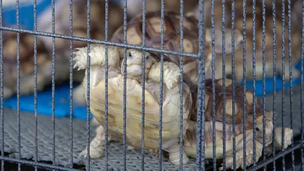 turtles salmonella