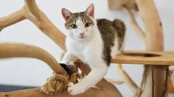 6 tricks to keep cat active