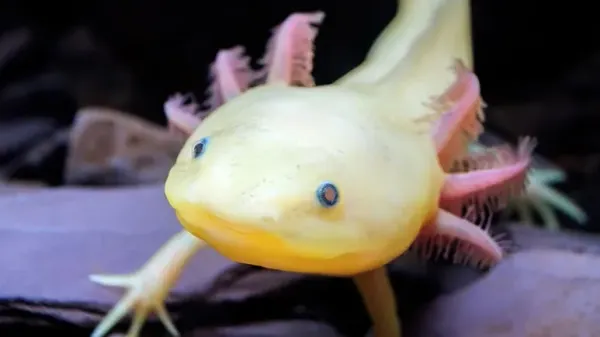 9 non fish aquarium pets